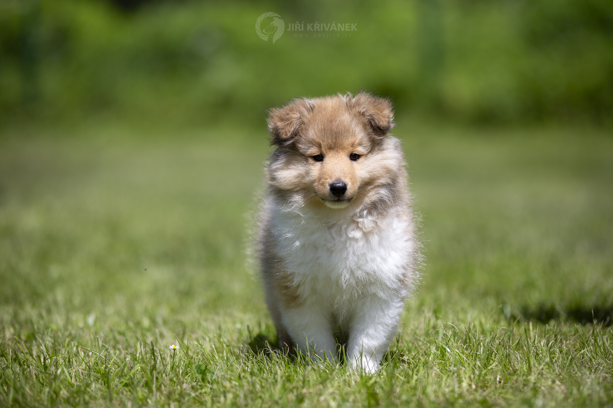 Interstellar Bohemia Classic