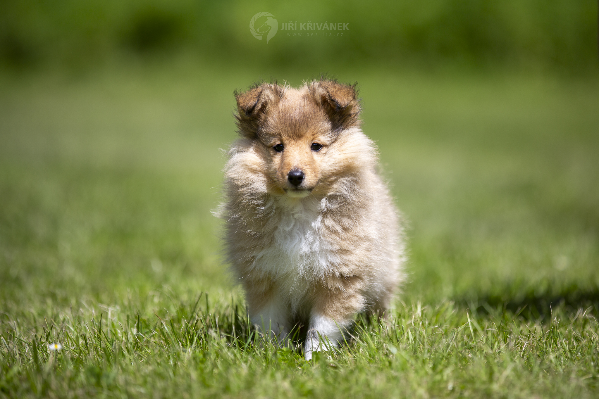 Infinity Bohemia Classic