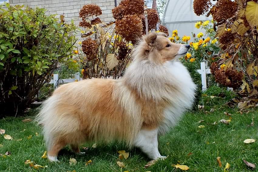 Adamant Bohemia Classic