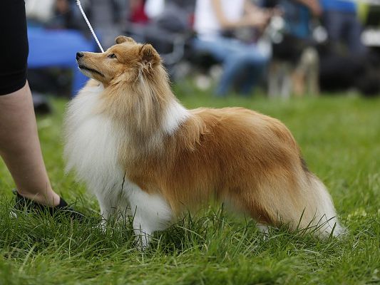 Gagarin Bohemia Classic