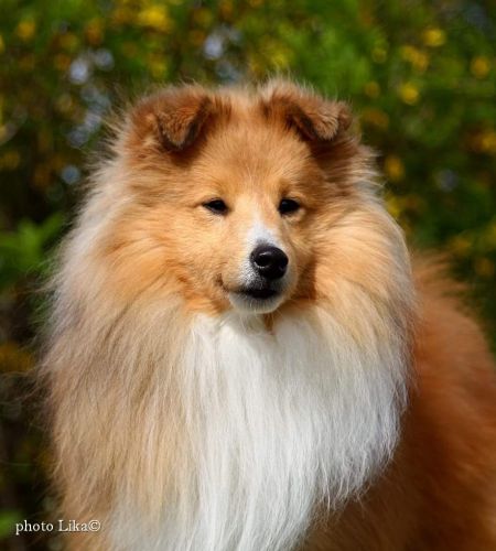 Galaxy Master Bohemia Classic