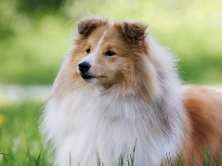 Garrus Bohemia Classic