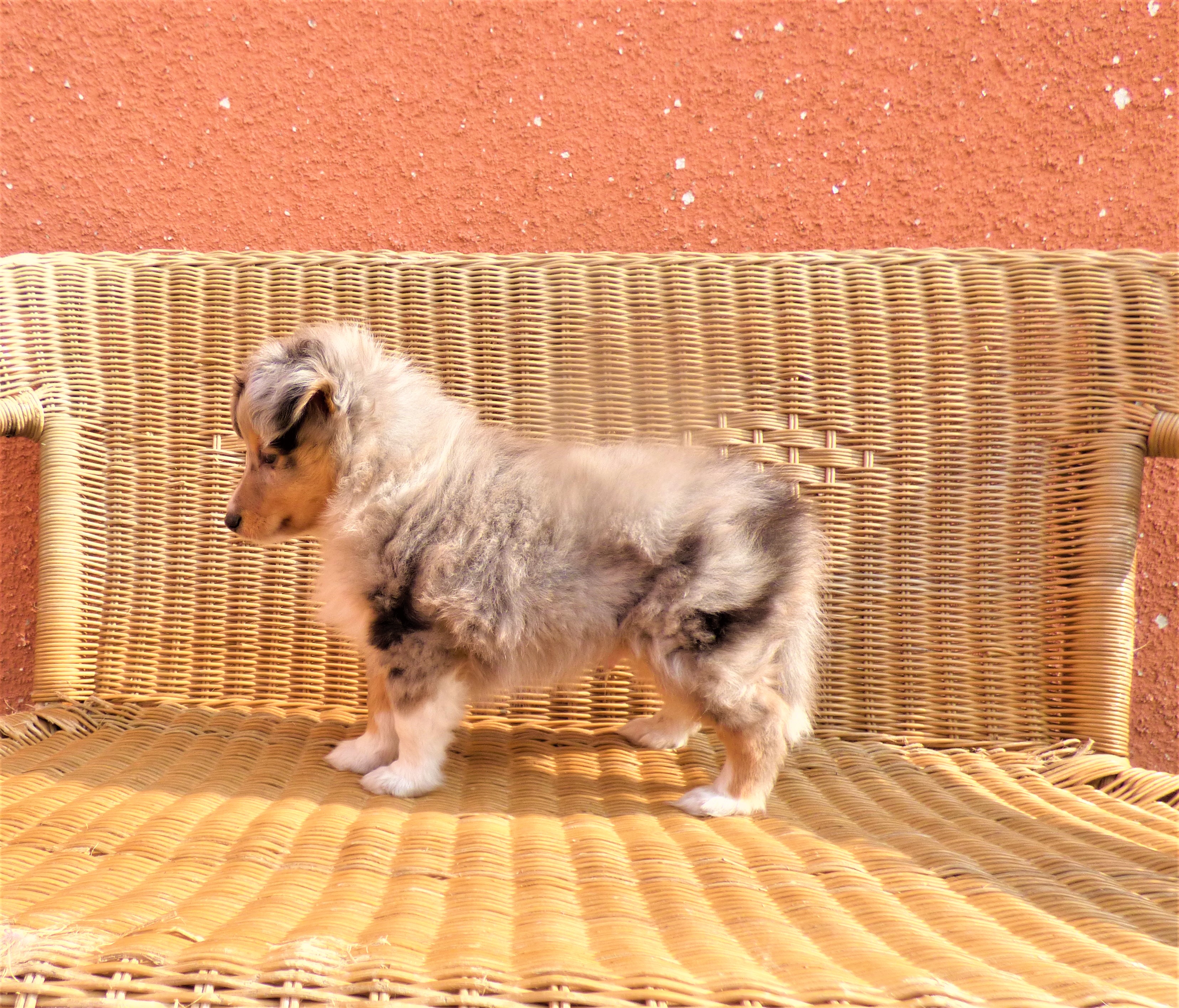 Captain Connor Bohemia Classic