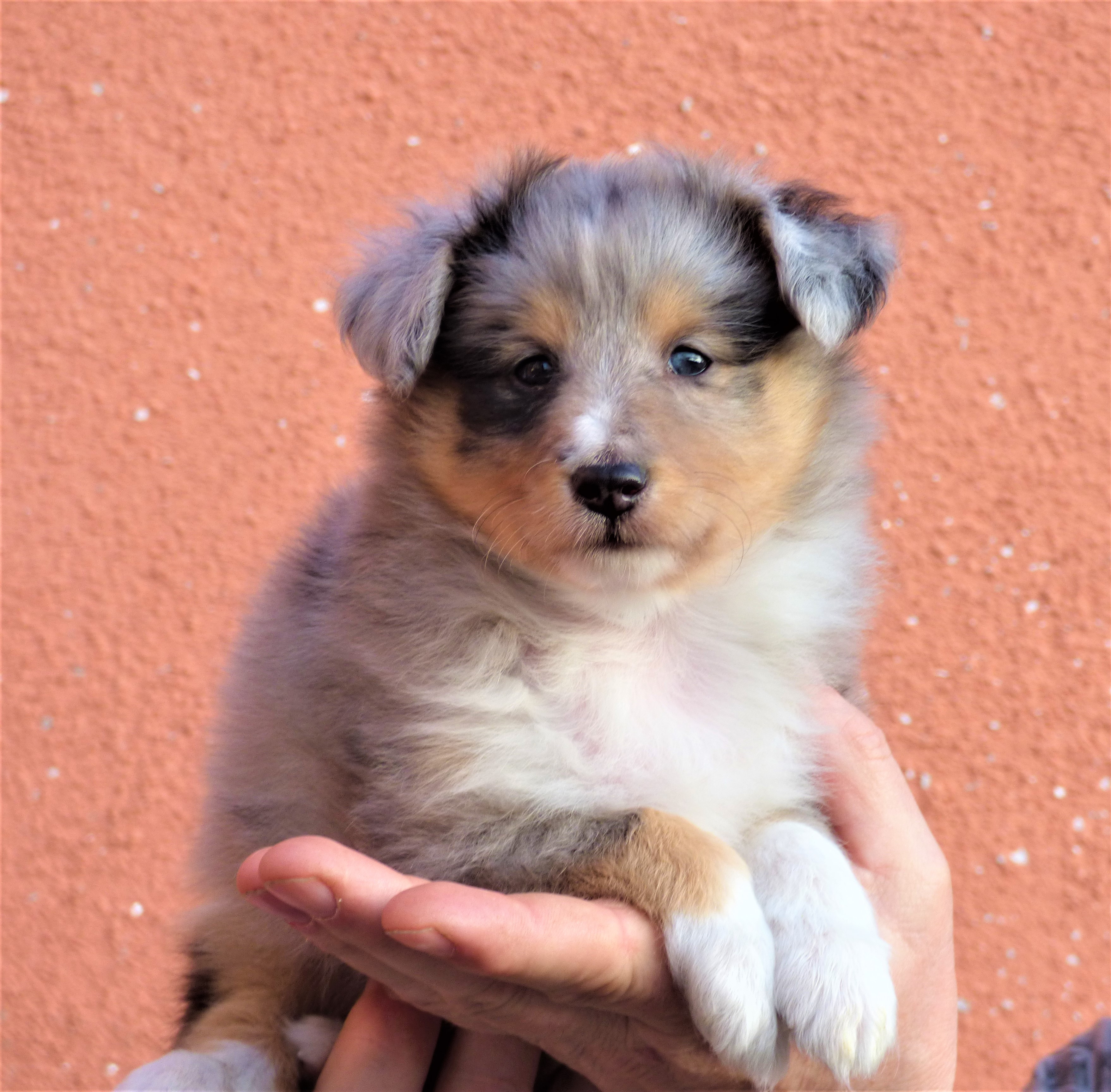 Captain Connor Bohemia Classic