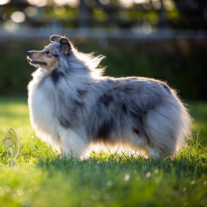 Longrange Skies The Limit