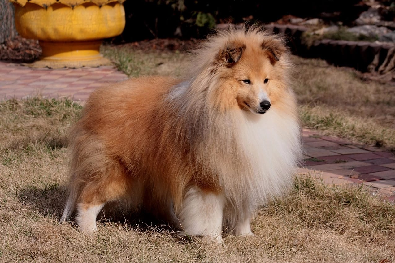 Galaxy Master Bohemia Classic