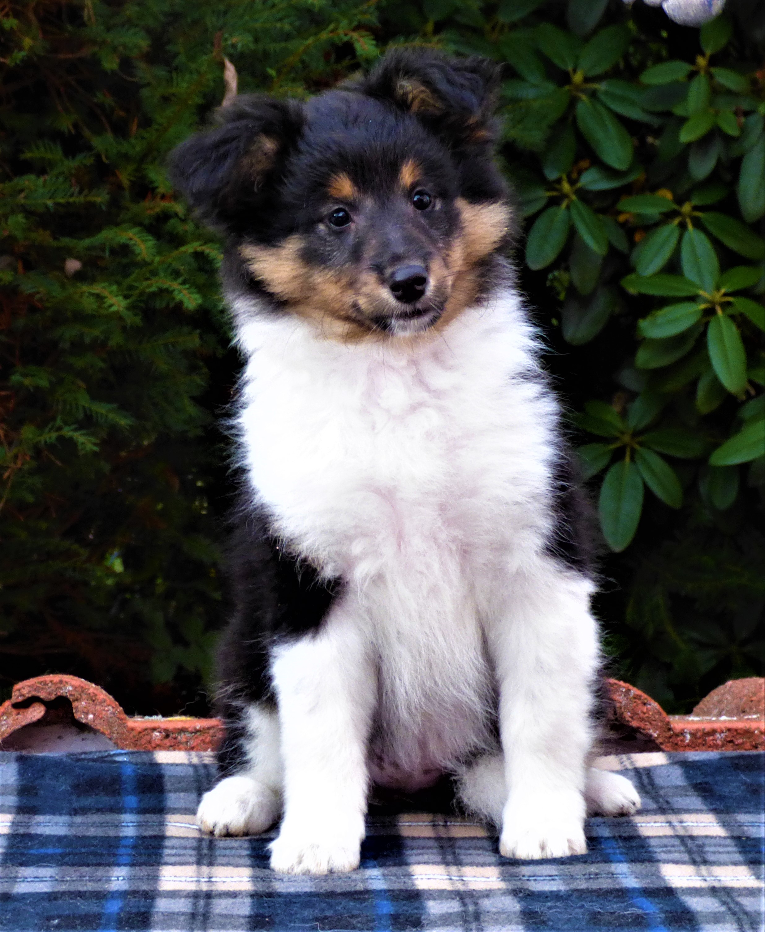 Baccara Beauty Bohemia Classic