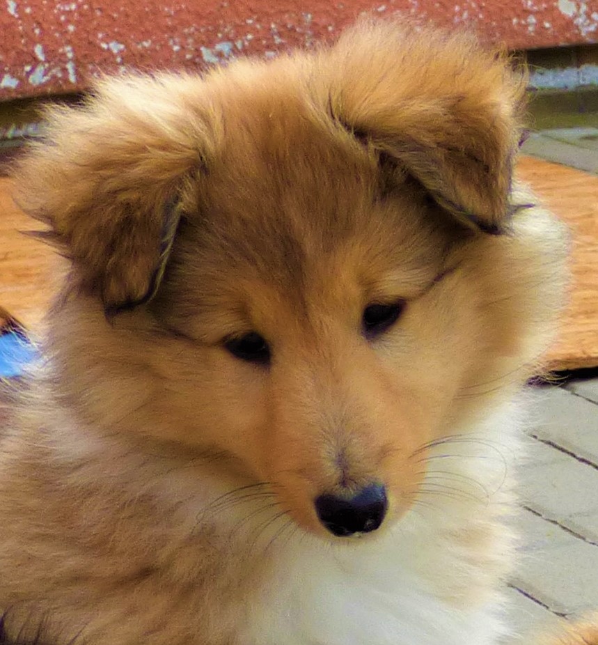 Alisana Bohemia Classic