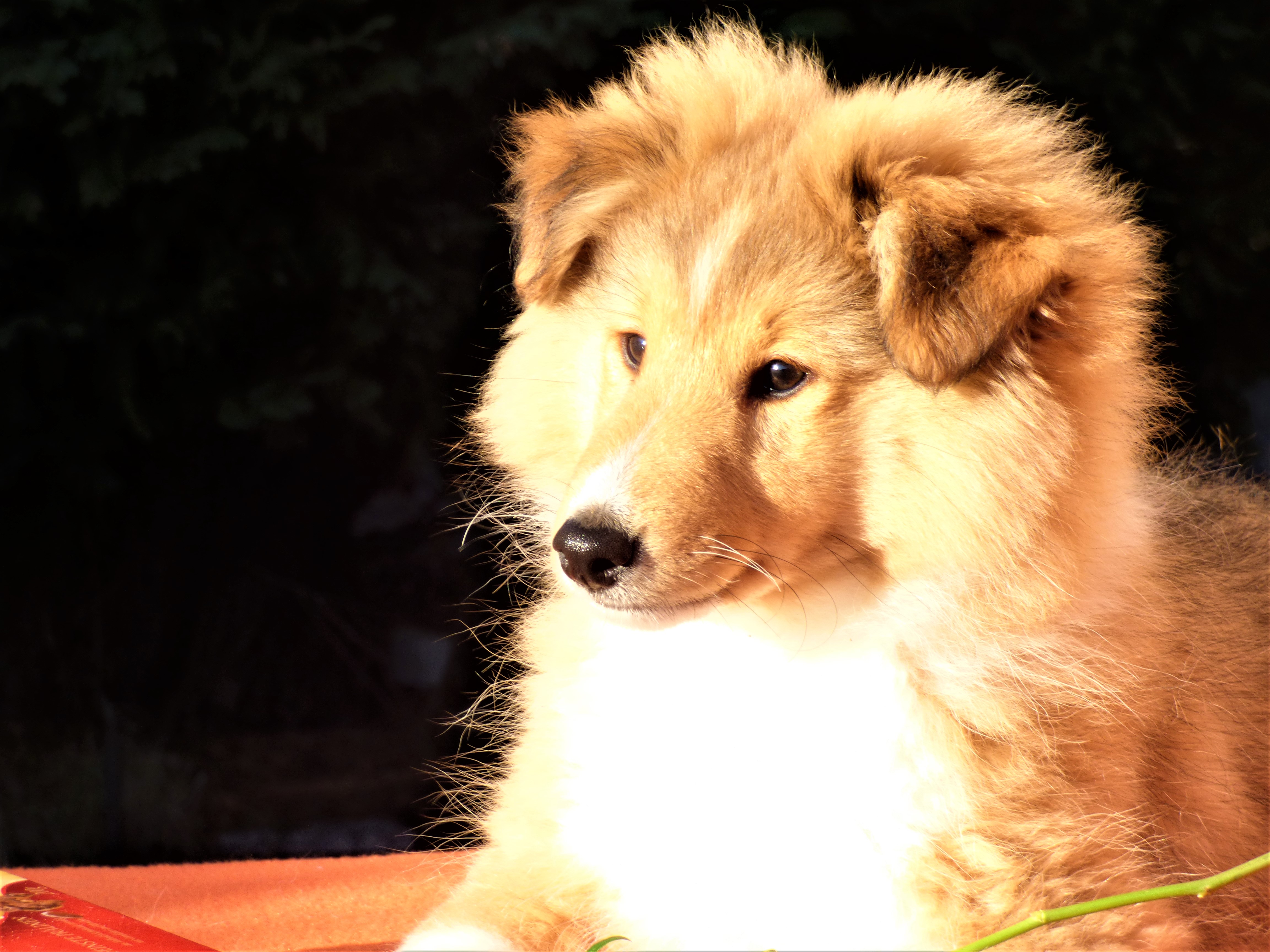 August Bohemia Classic