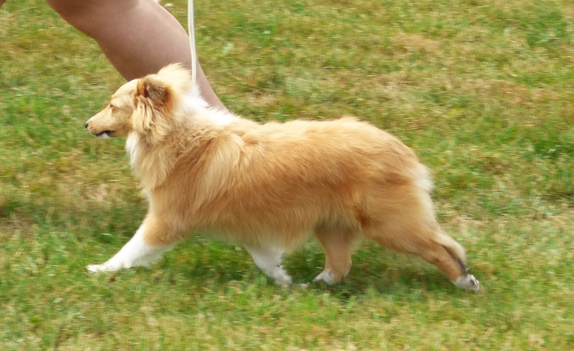 Teya Dlya Bohemia Classic Golden Anik's