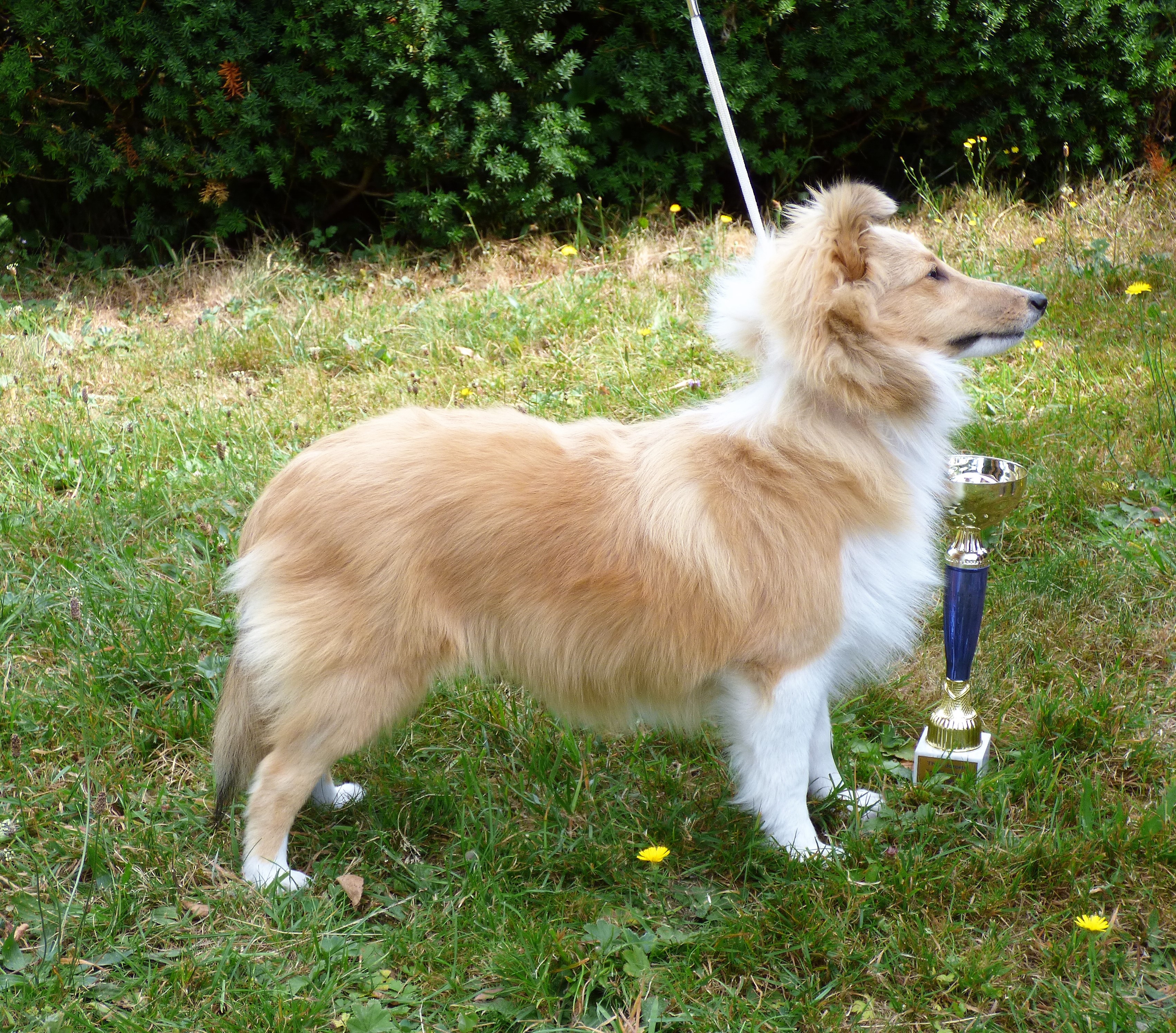 Teya Dlya Bohemia Classic Golden Anik's