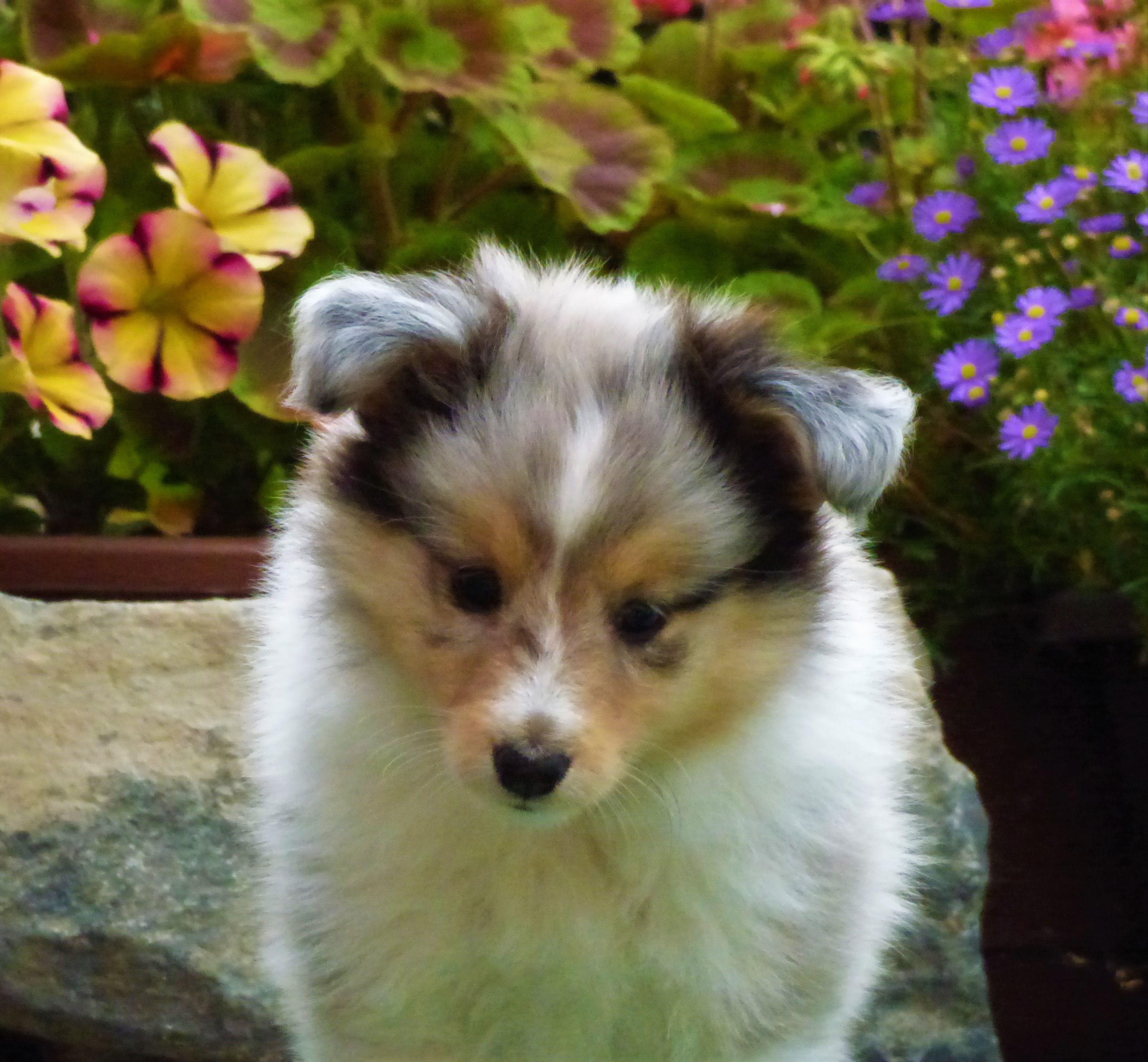 Falcon of Millennium Bohemia Classic