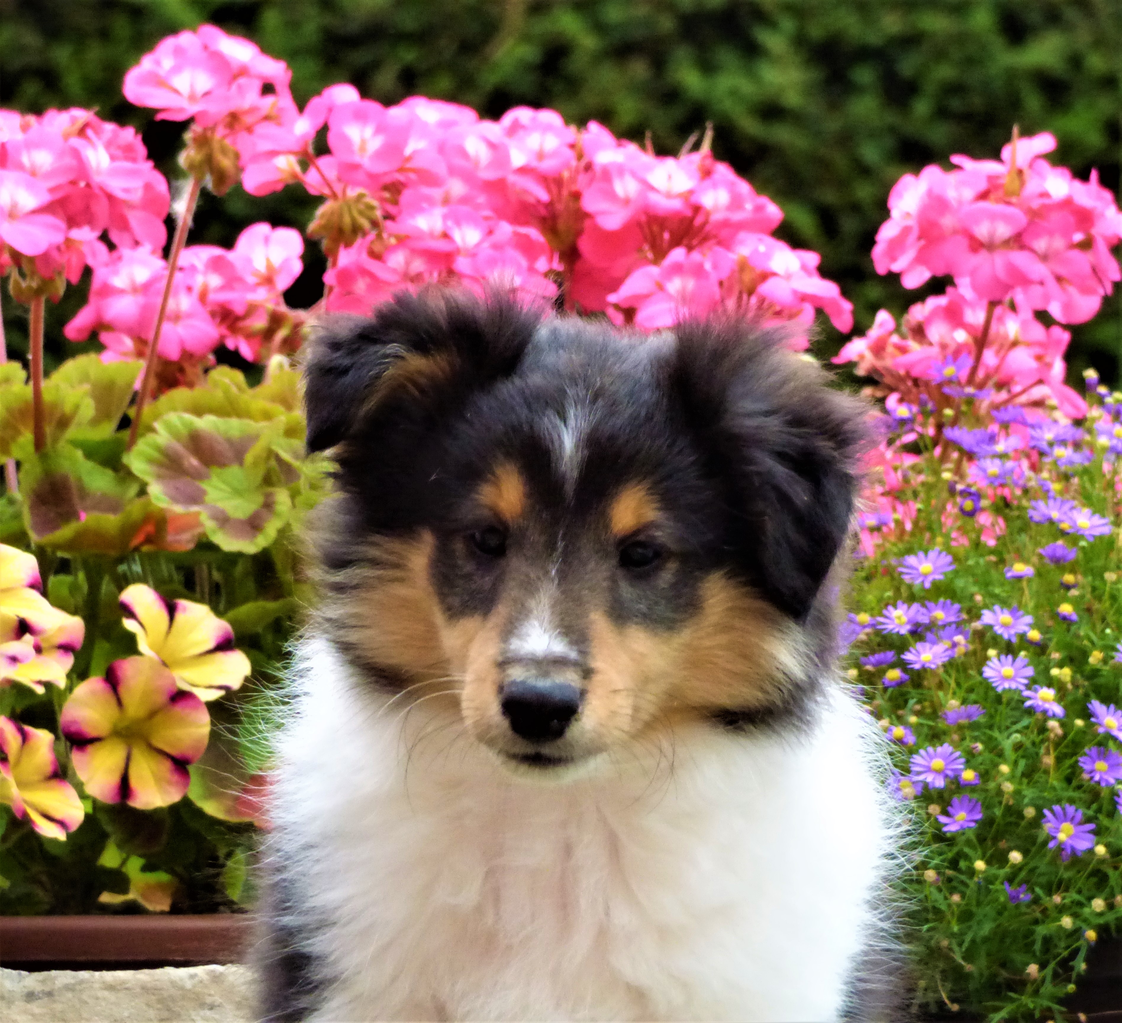 Everest Bohemia Classic