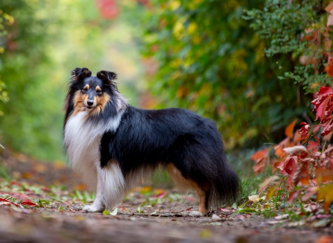 Krteček z Karlova hrádku