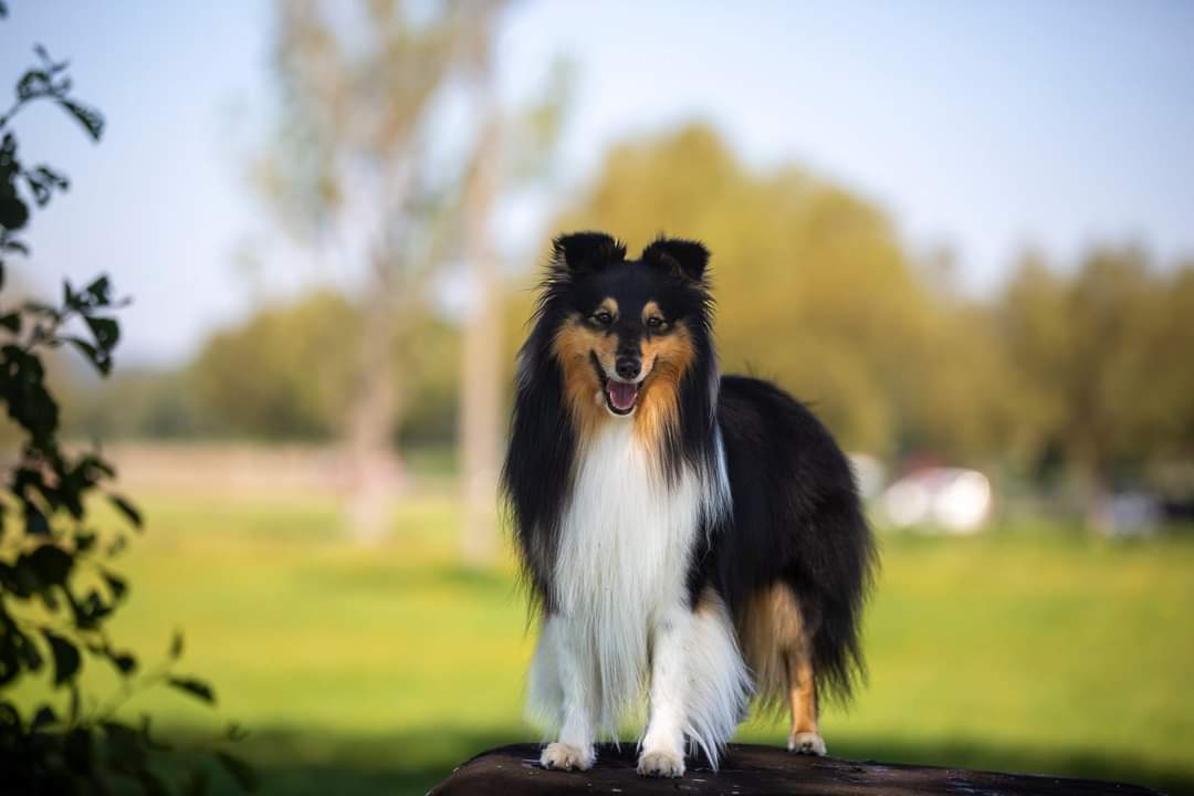 Krteček z Karlova hrádku