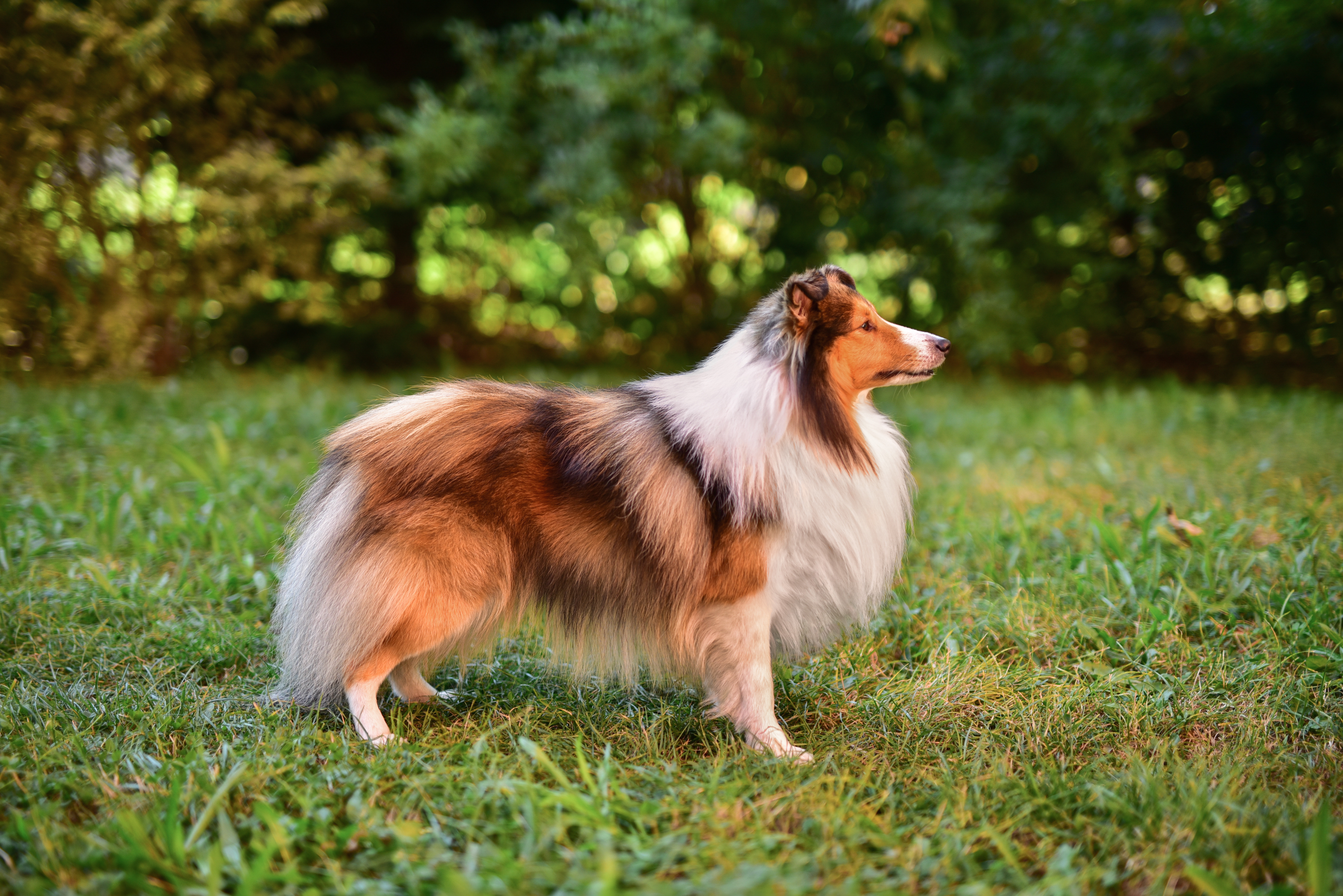    Jeremy Fatranský sen