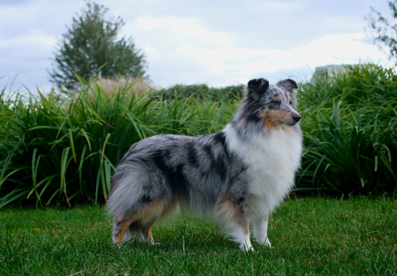 Smile Angel Happiness