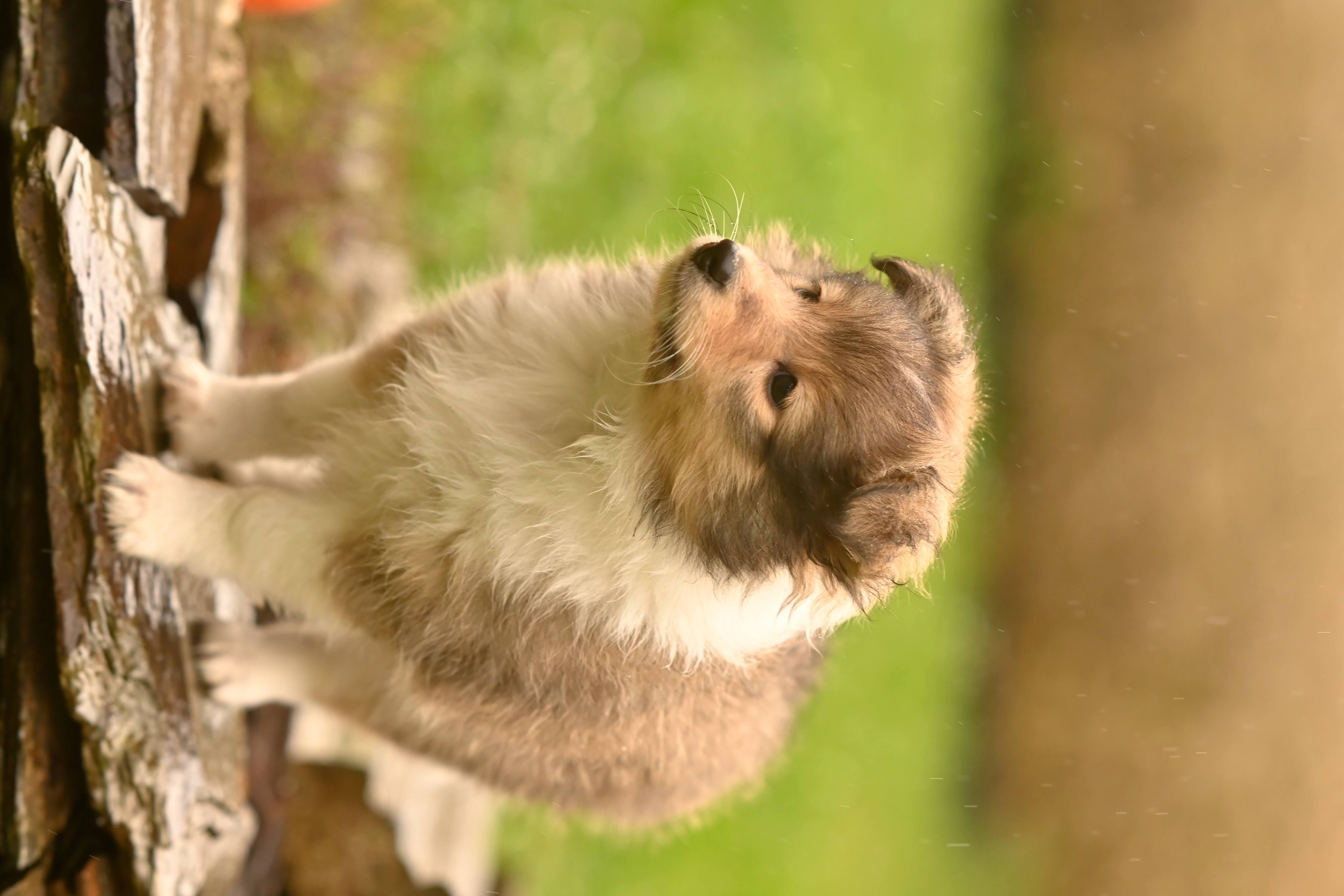 Breezi Zlato Černý atlet