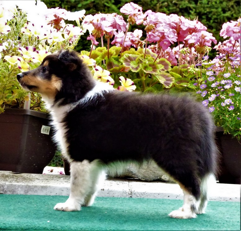 Elbrus Bohemia Classic