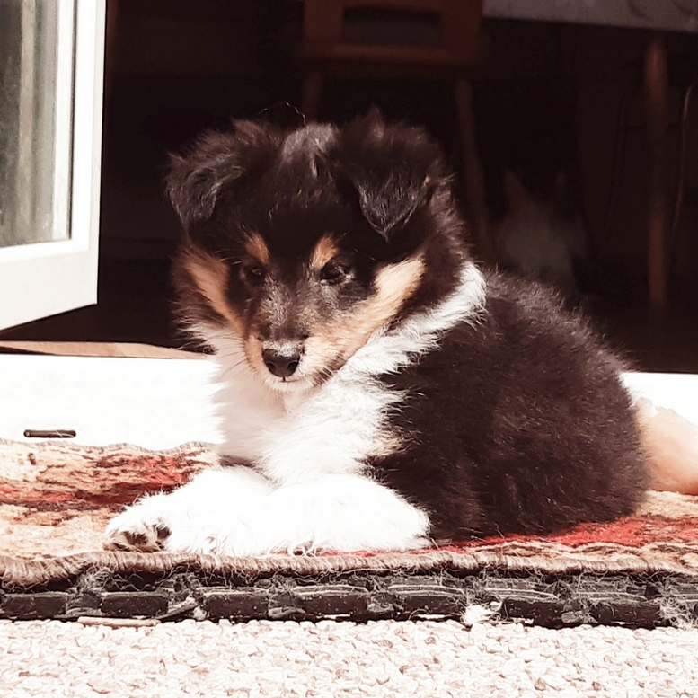 Elbrus Bohemia Classic