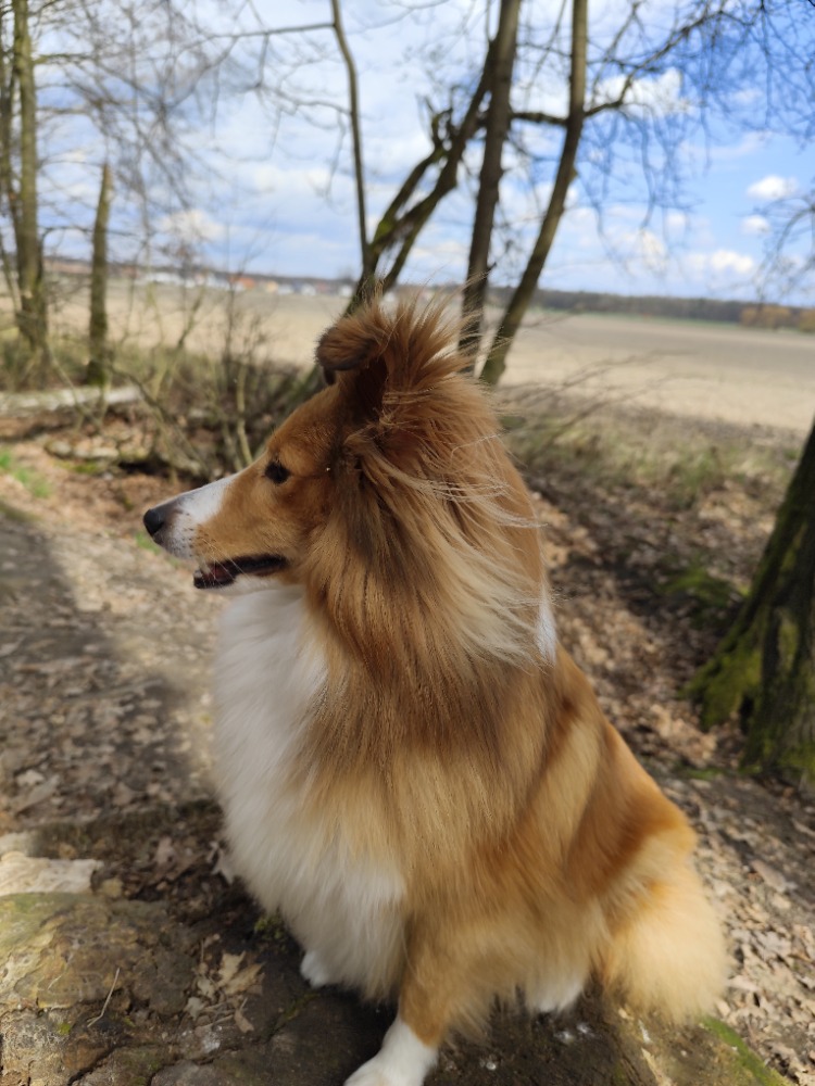 Cailin Zlatá Rozkoš