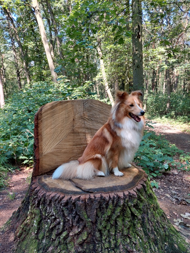 Cailin Zlatá Rozkoš