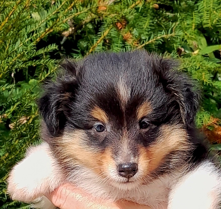 Jango Bohemia Classic