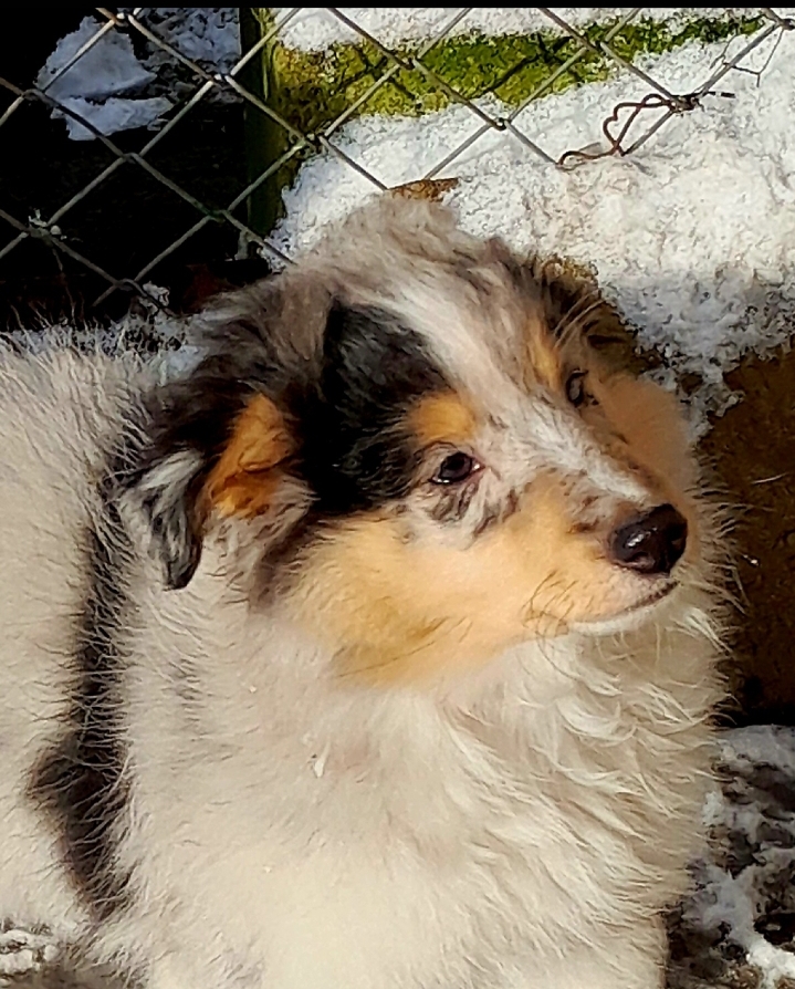 Judith Grimes Bohemia Classic