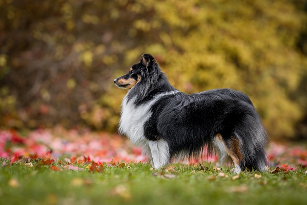 Grace Sheltie  Orange Pom