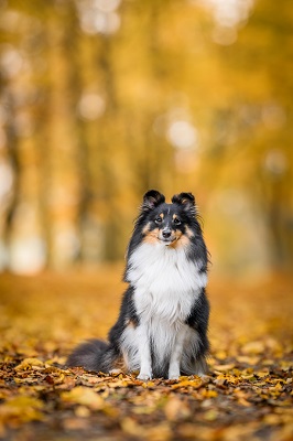 Grace Sheltie  Orange Pom