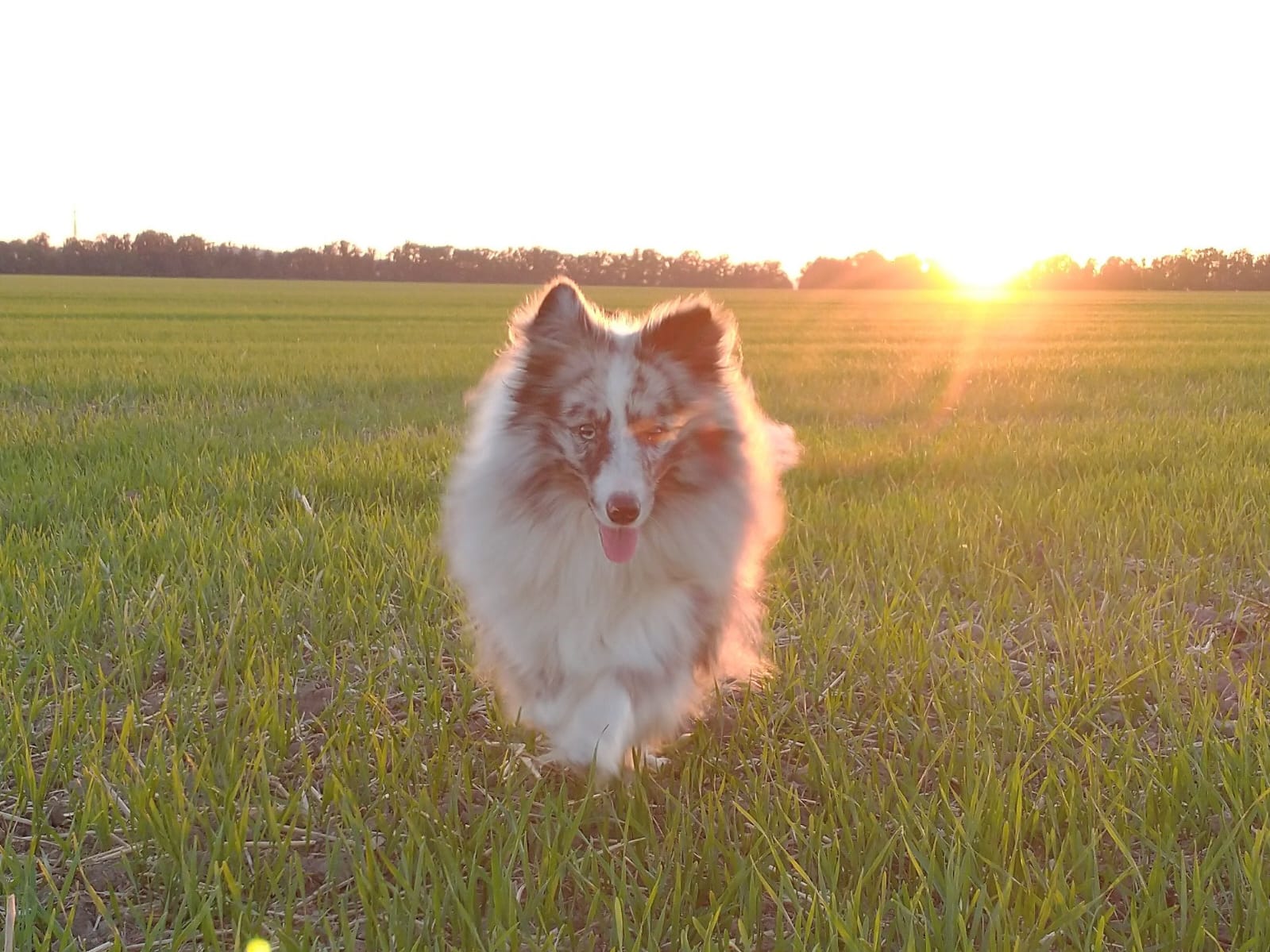 Blueberry Gwen Kalidon