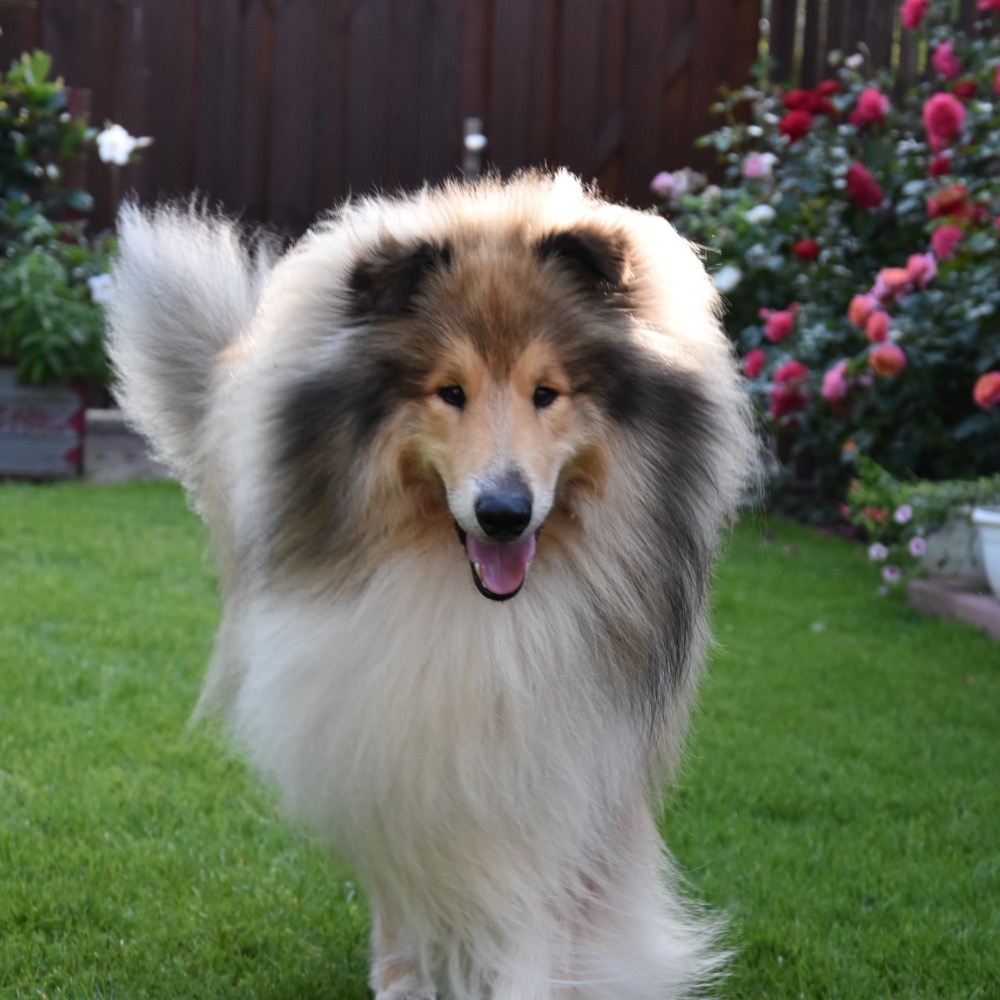 Ian the Gracious from four Limewoods