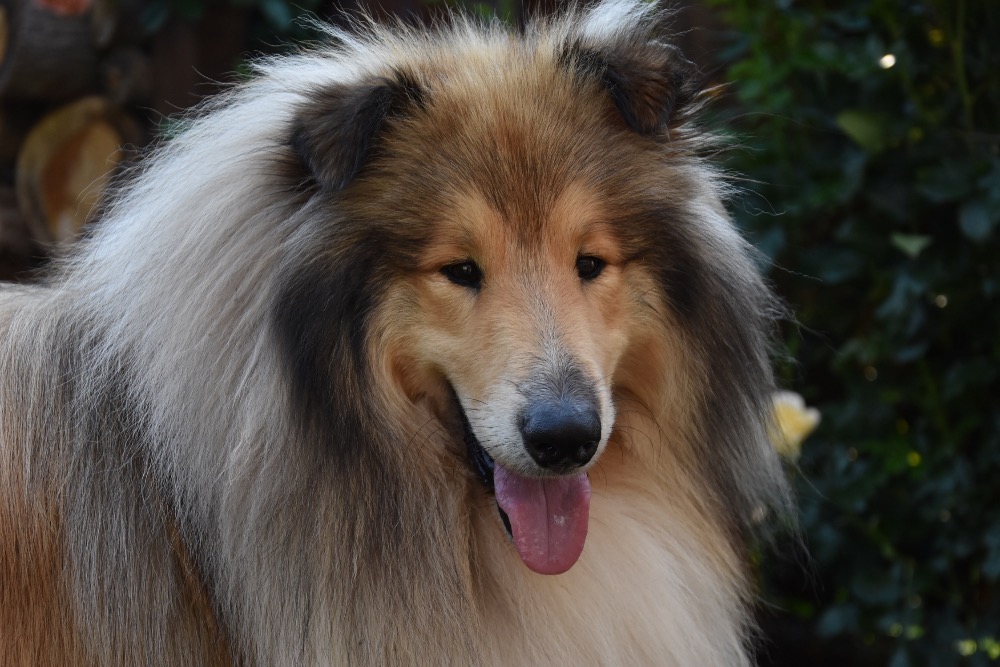 Ian the Gracious from four Limewoods