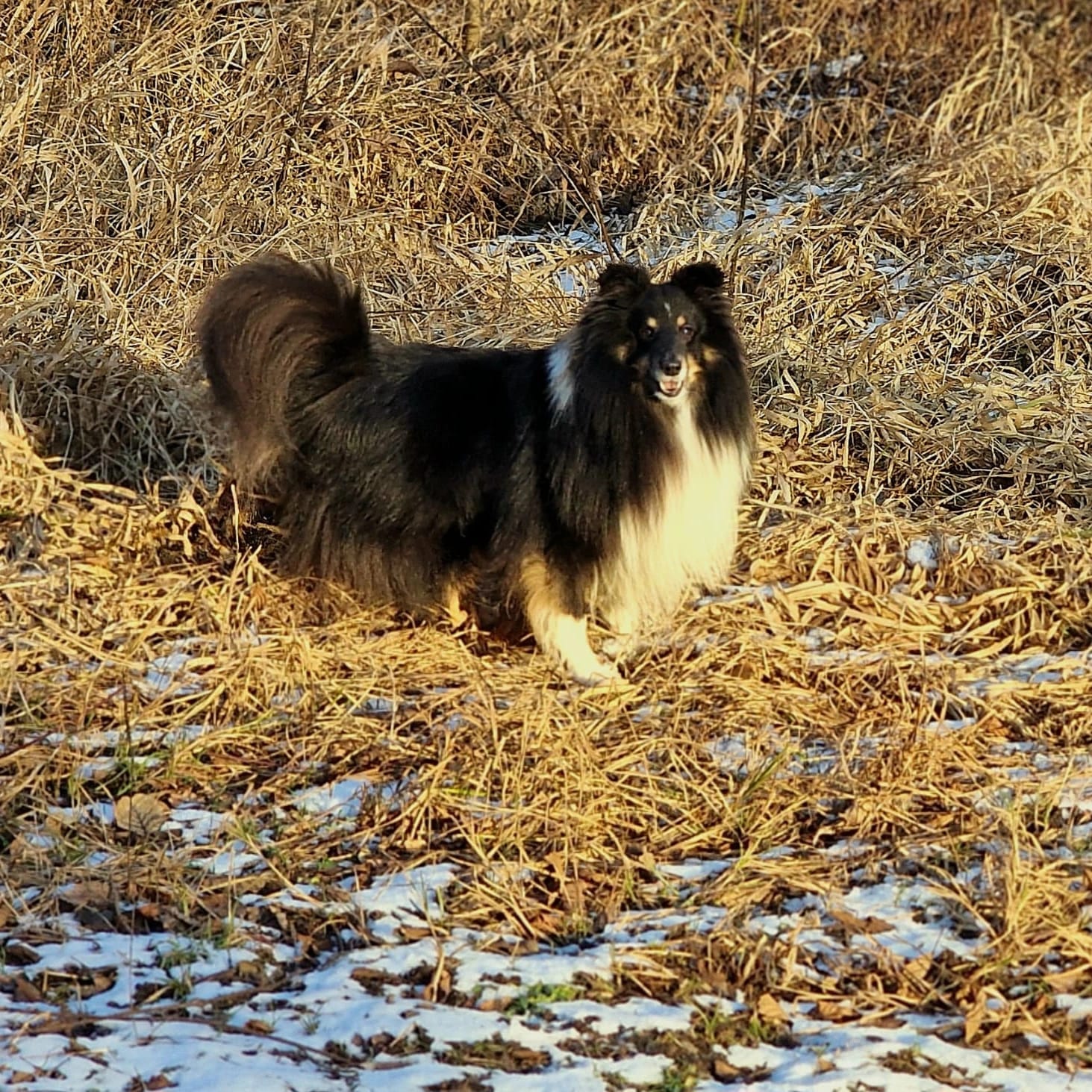 Lucifírek z Karlova hrádku