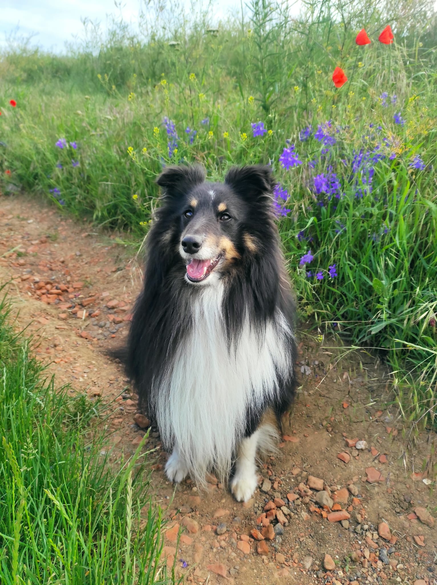 Lucifírek z Karlova hrádku