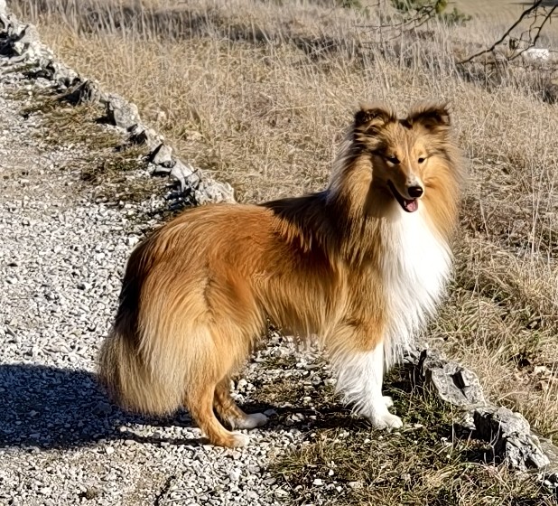 Alrakis Boy Bounty's Sweet Secret