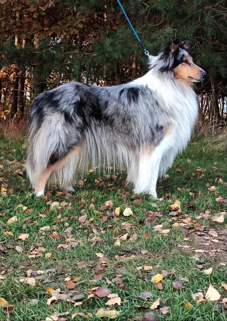 Blueberry Srdce smečky