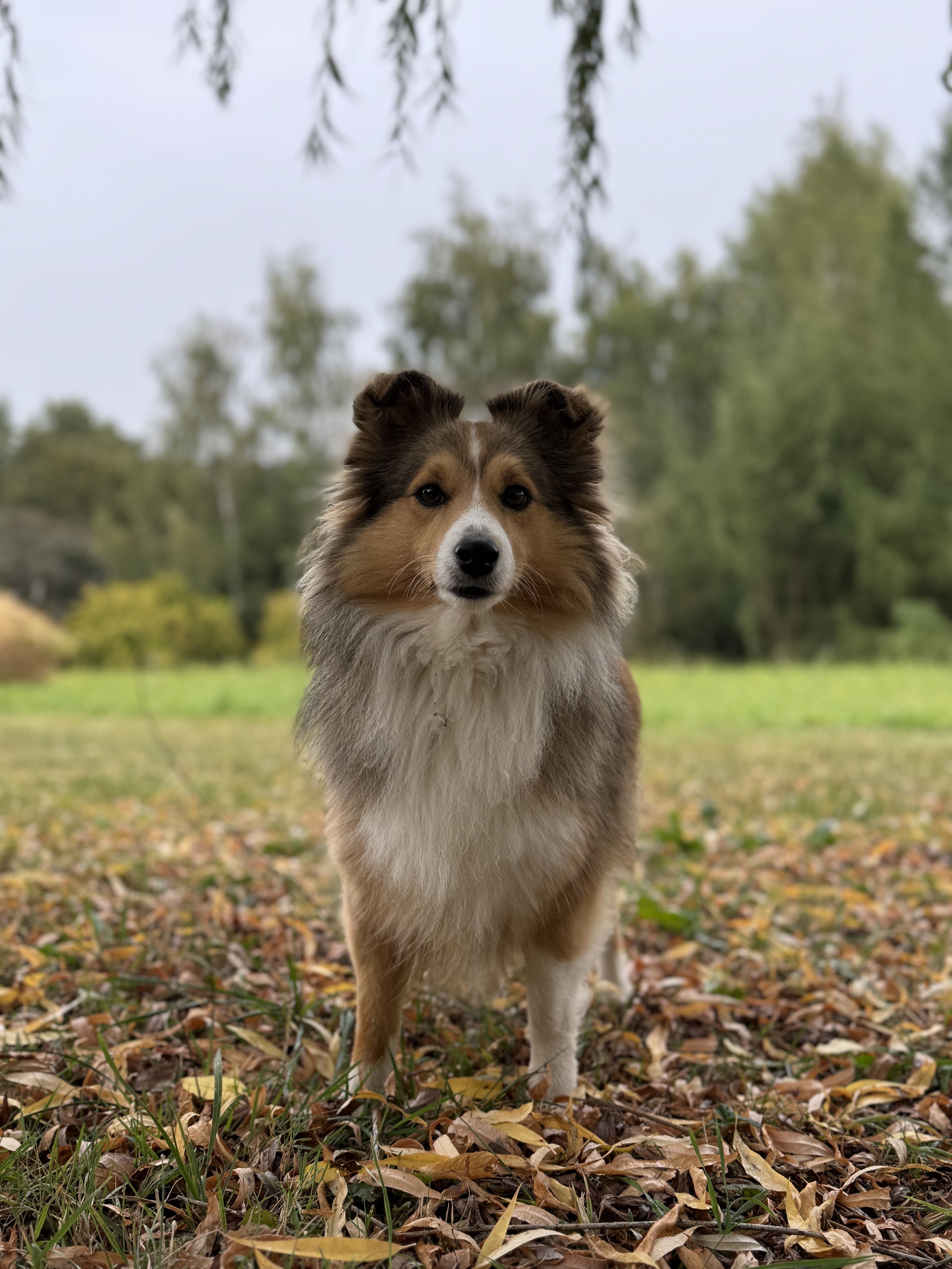 Ashley Harmonie tlapek