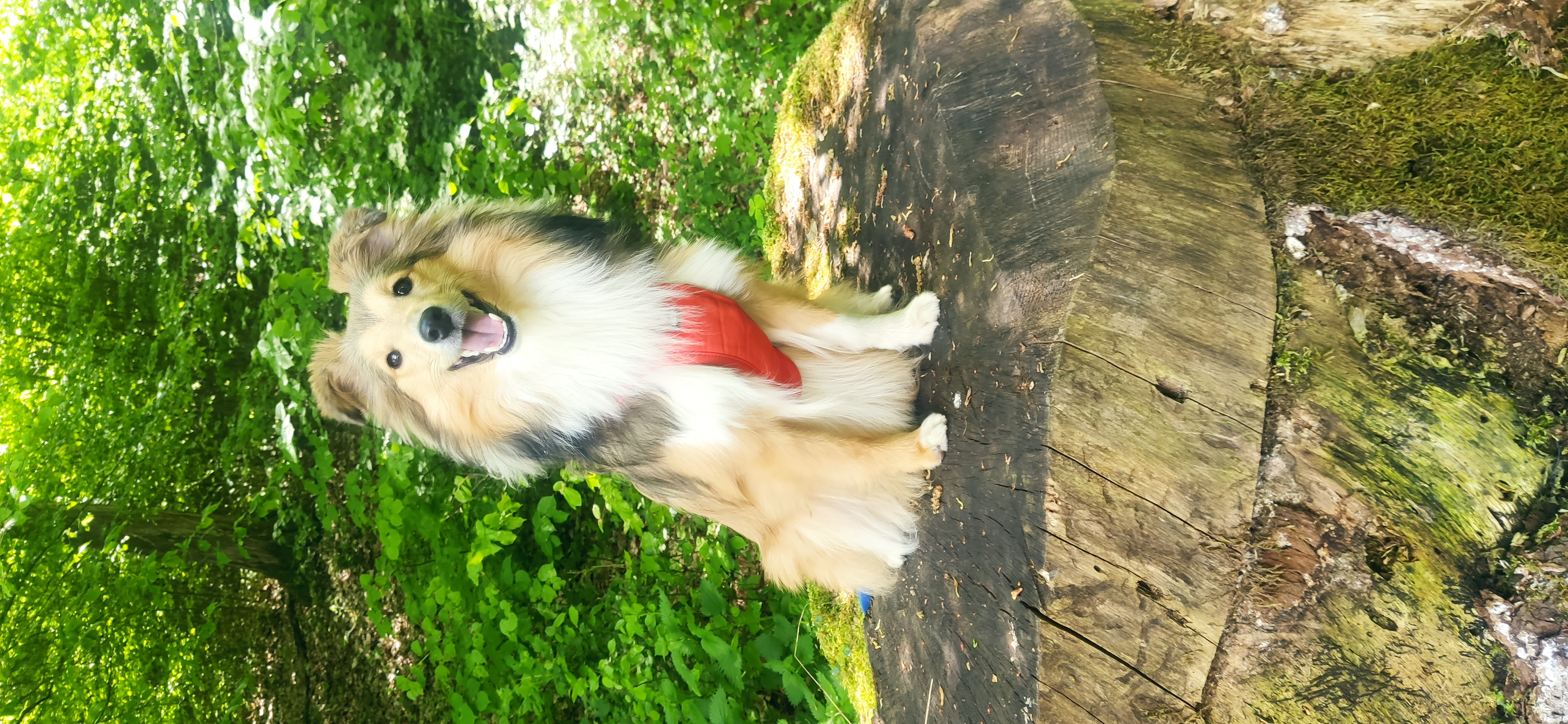 Hi, I´m Sheltie Too z Diouškova ráje