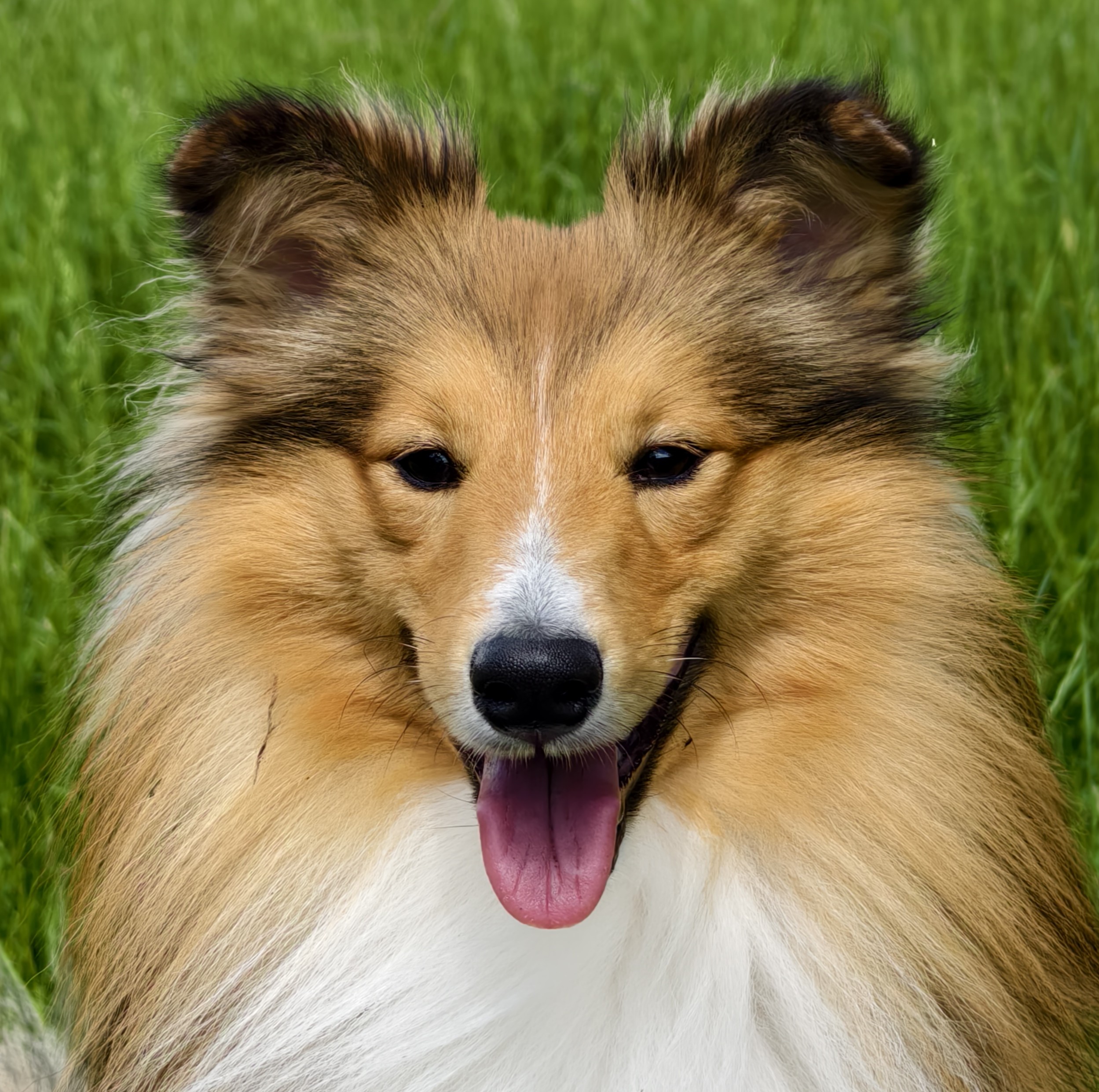 Alrakis Boy Bounty's Sweet Secret