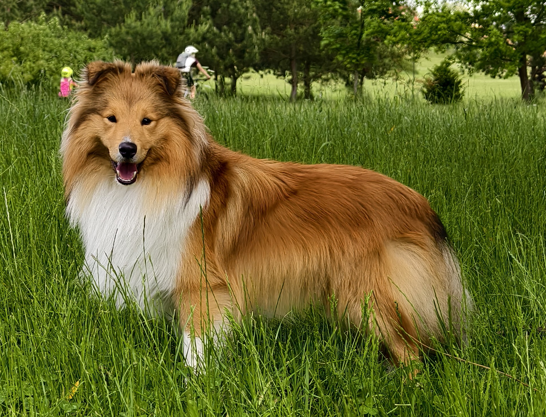 Zephyr Gold z Benešovské zahrady