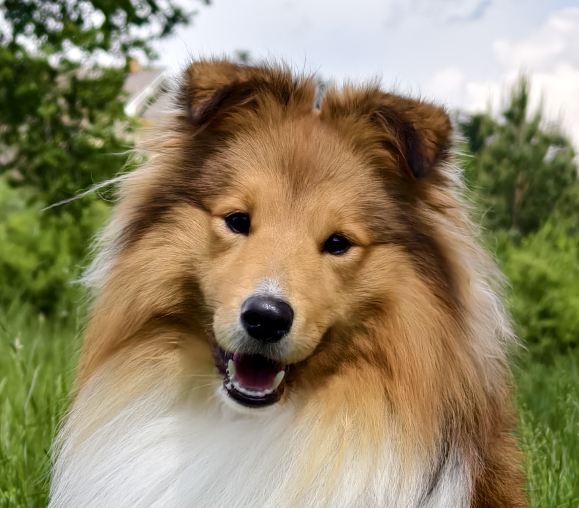 Zephyr Gold z Benešovské zahrady