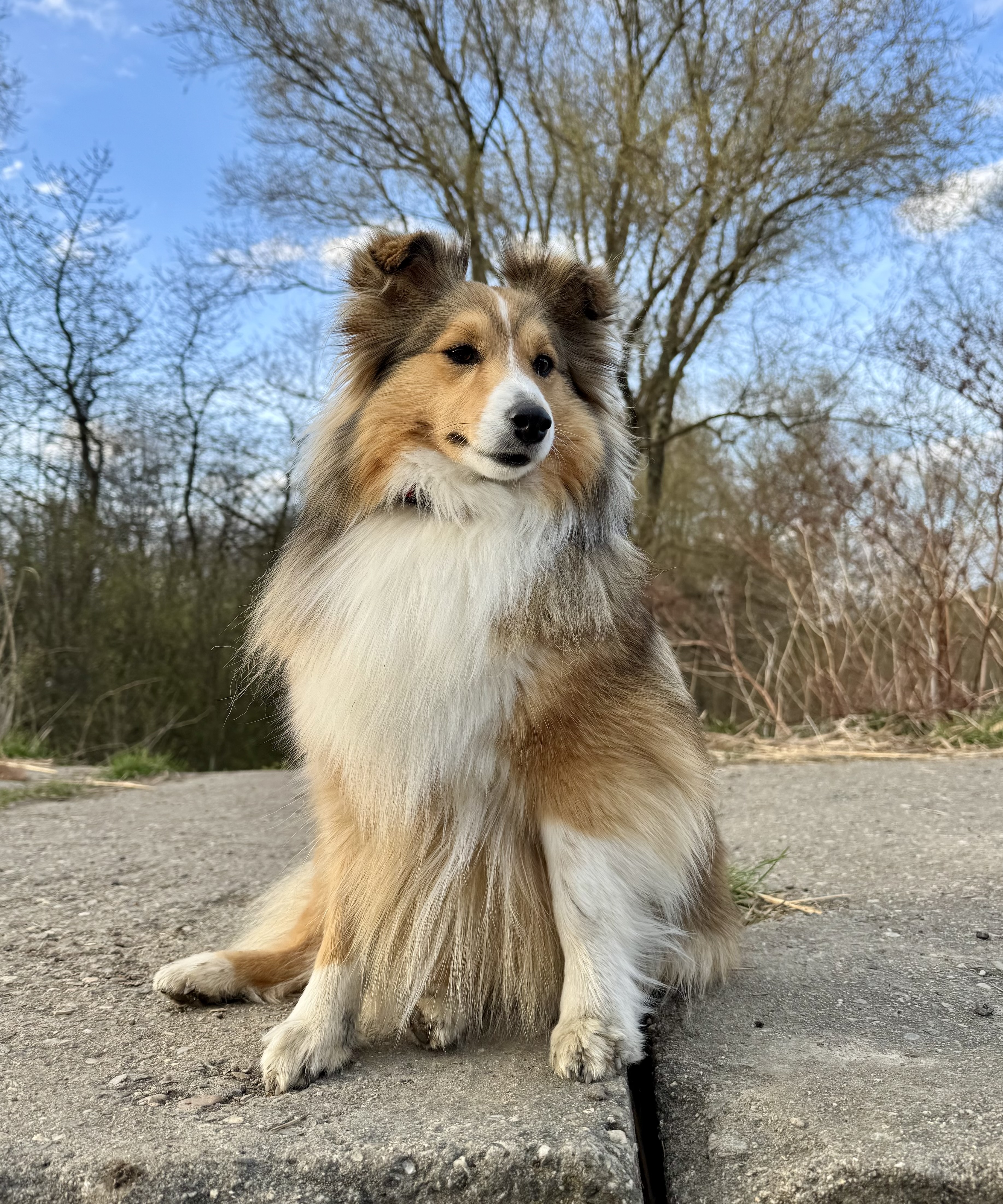 Ashley Harmonie tlapek