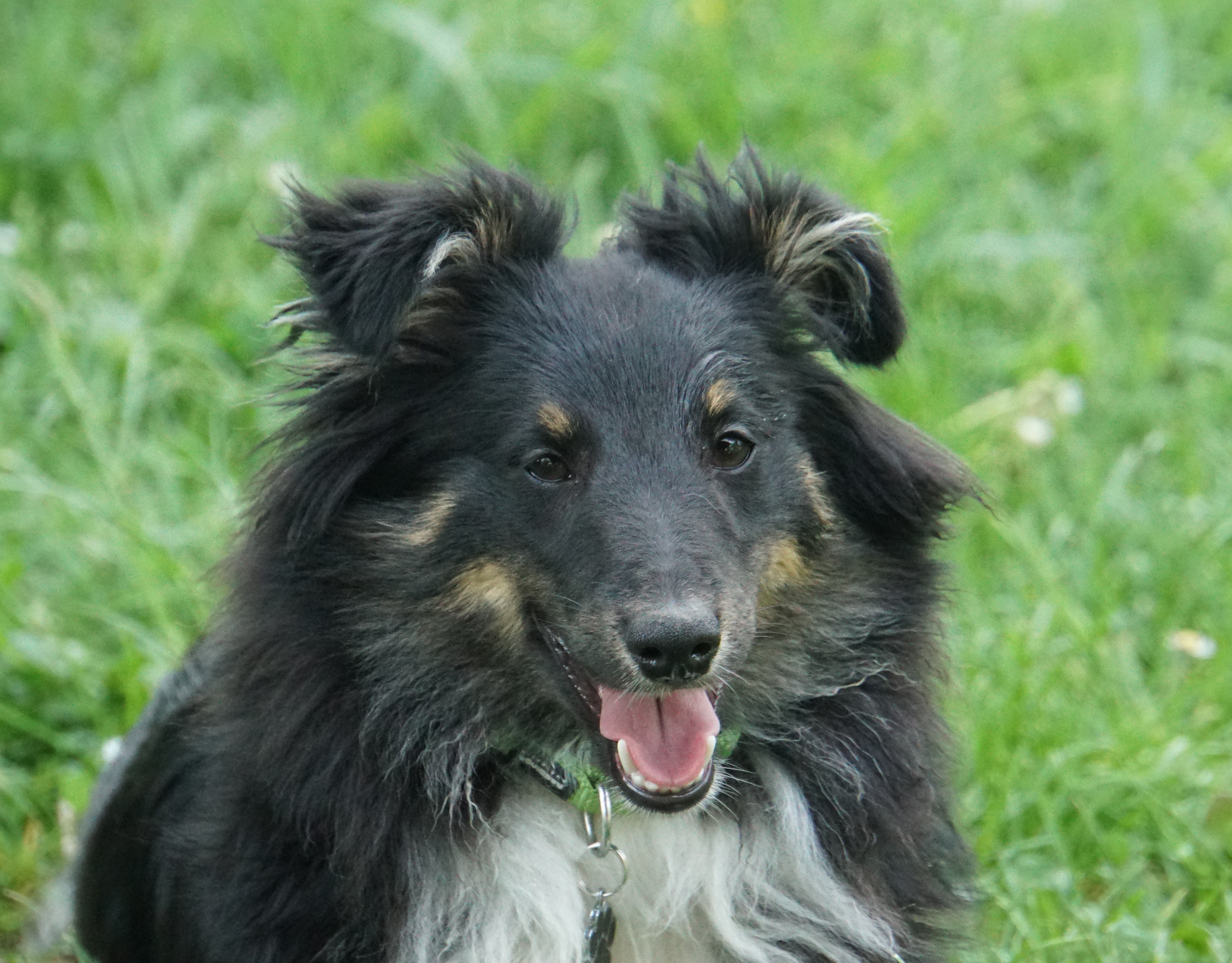 Badián pod Borovú horu