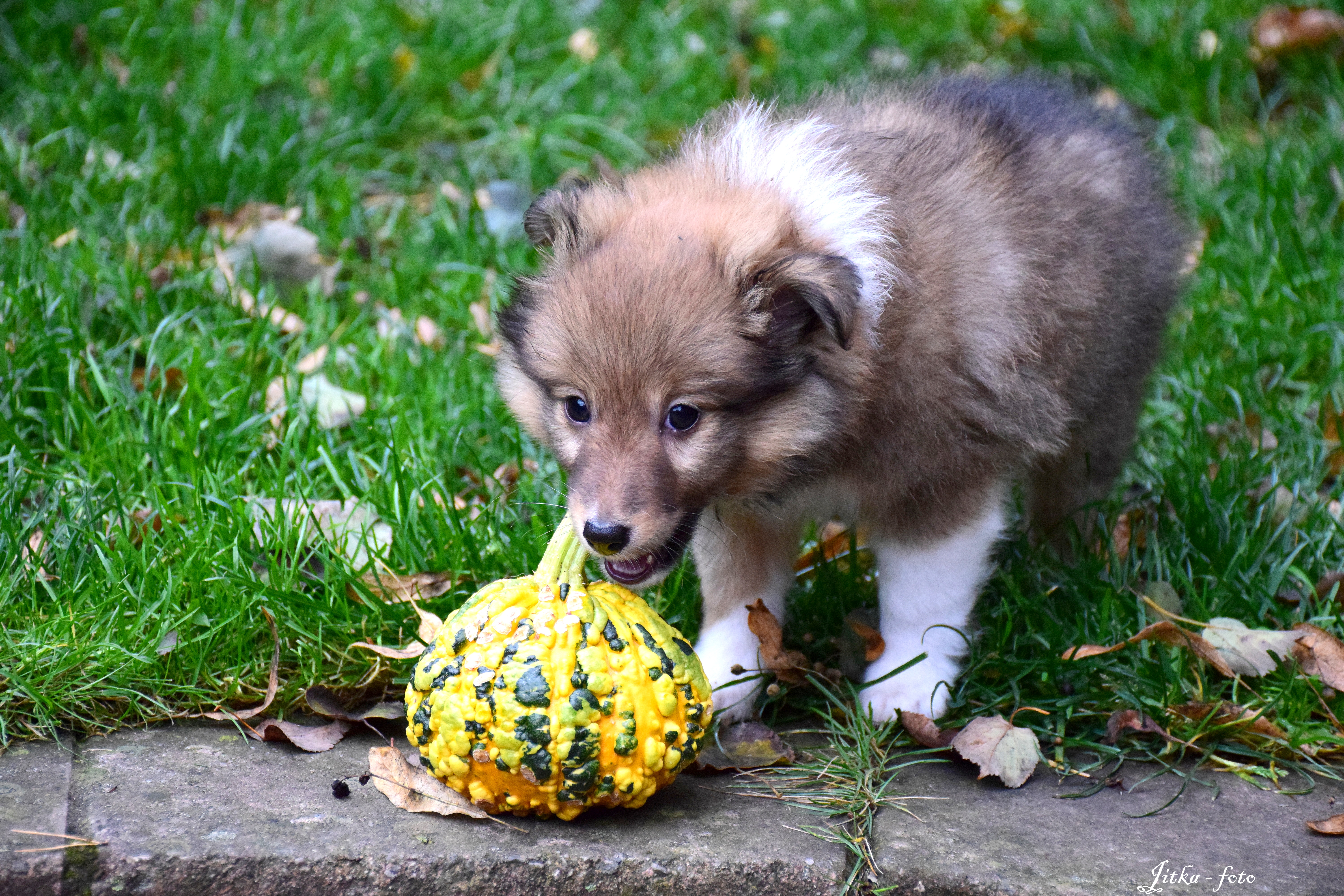 Felix Felicis Dancing in the wind