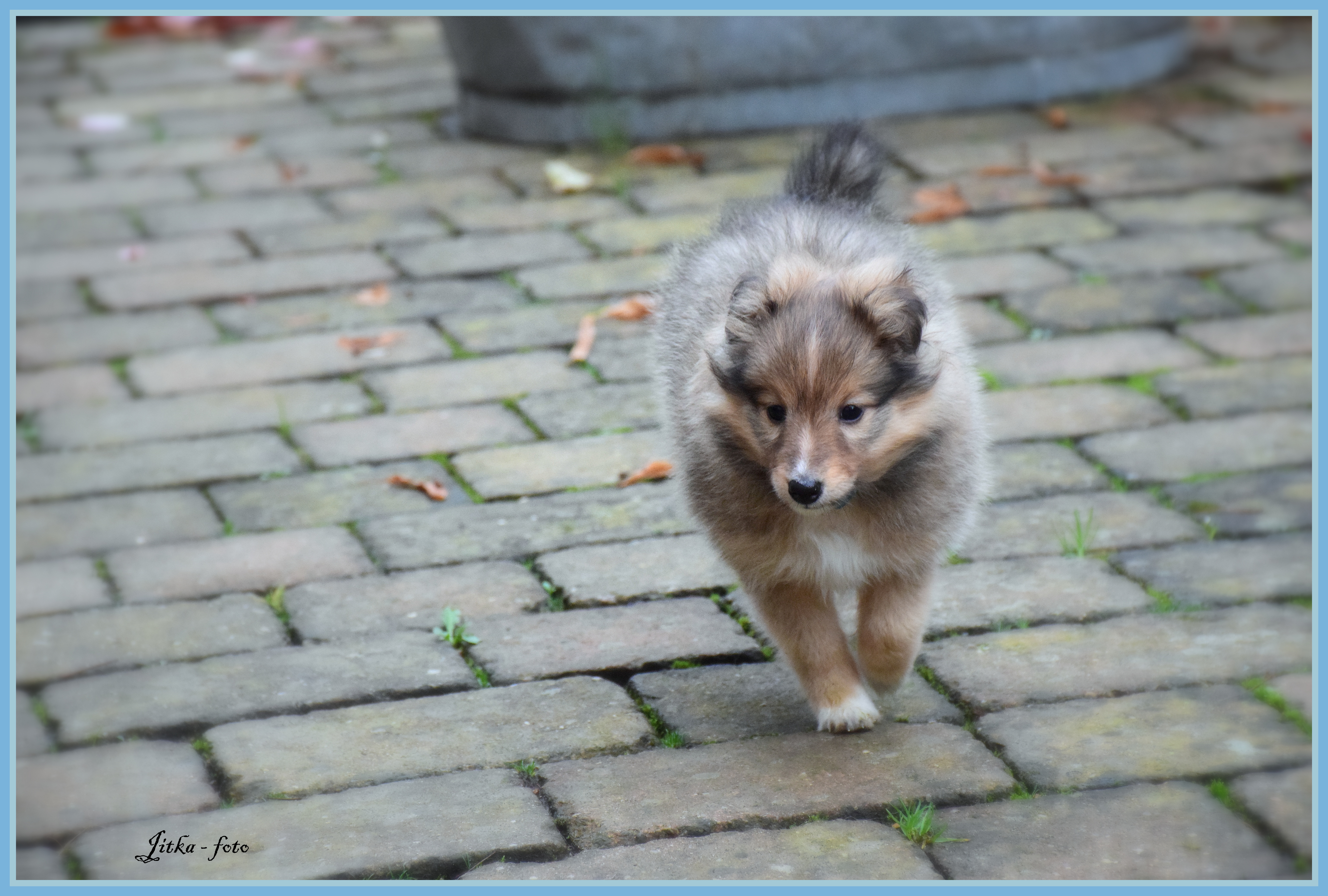 Hazelnut Temptation Dancing in the wind