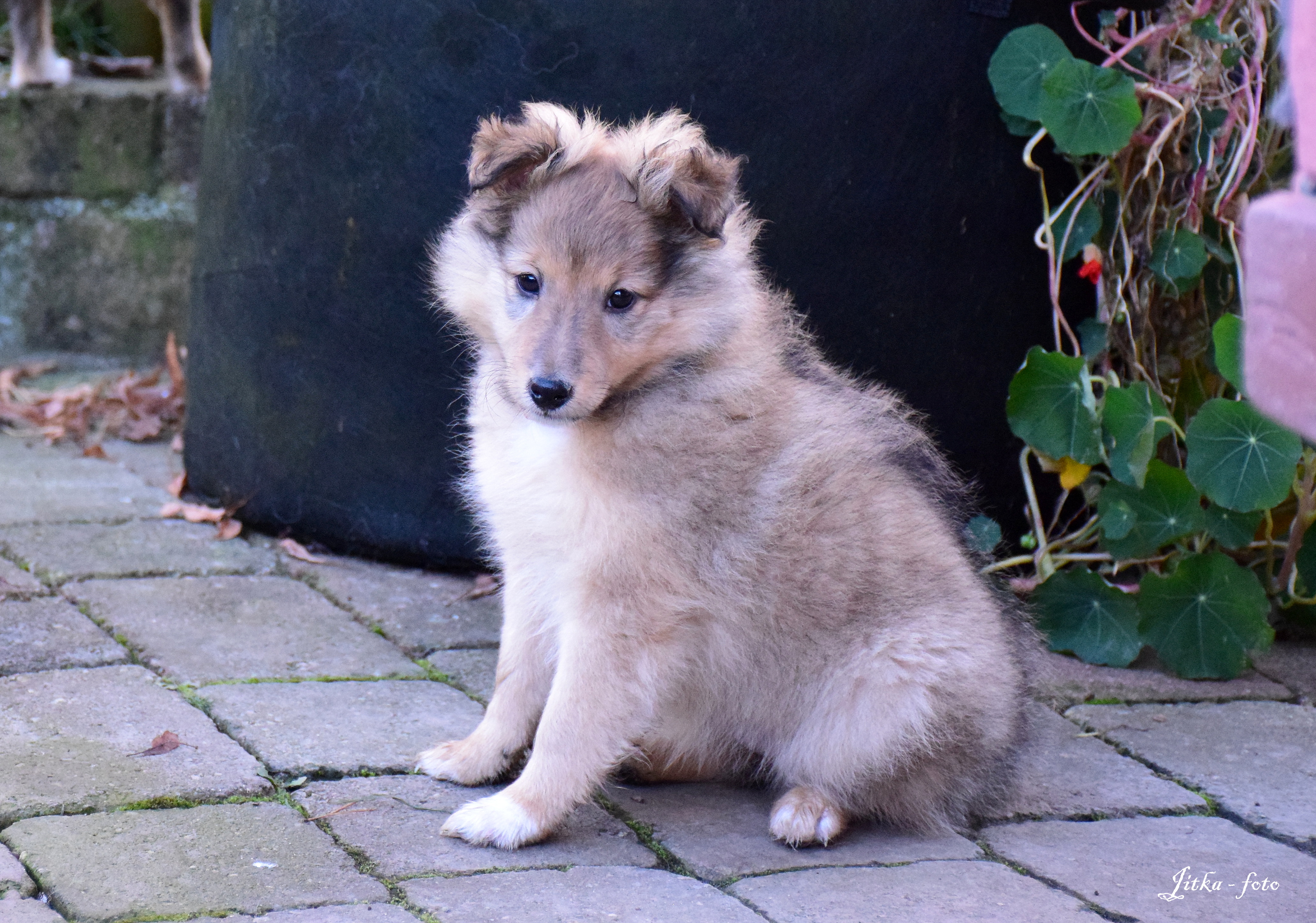 Herrena Harridan Dancing in the wind
