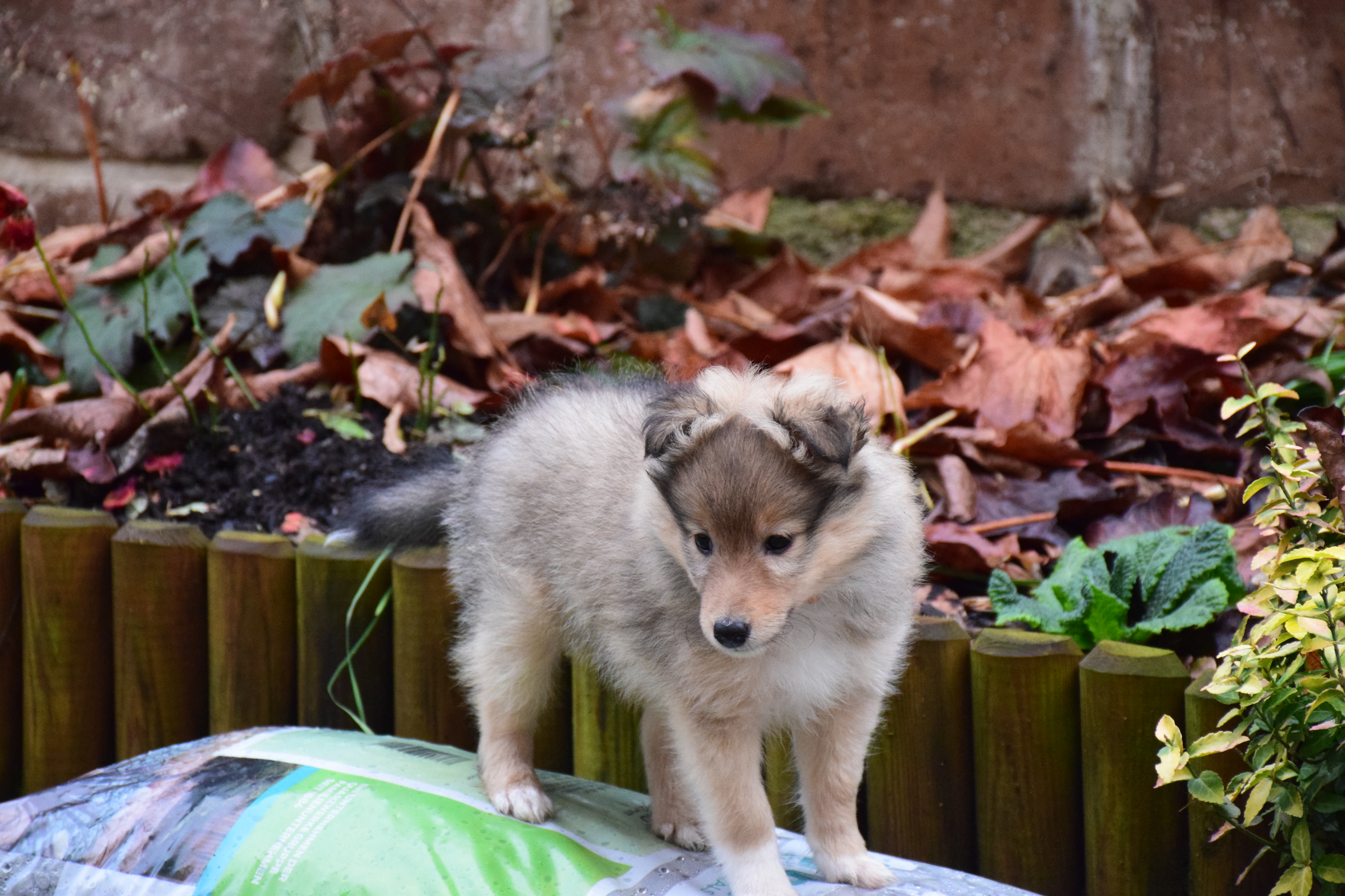 Hinata Hime Dancing in the wind