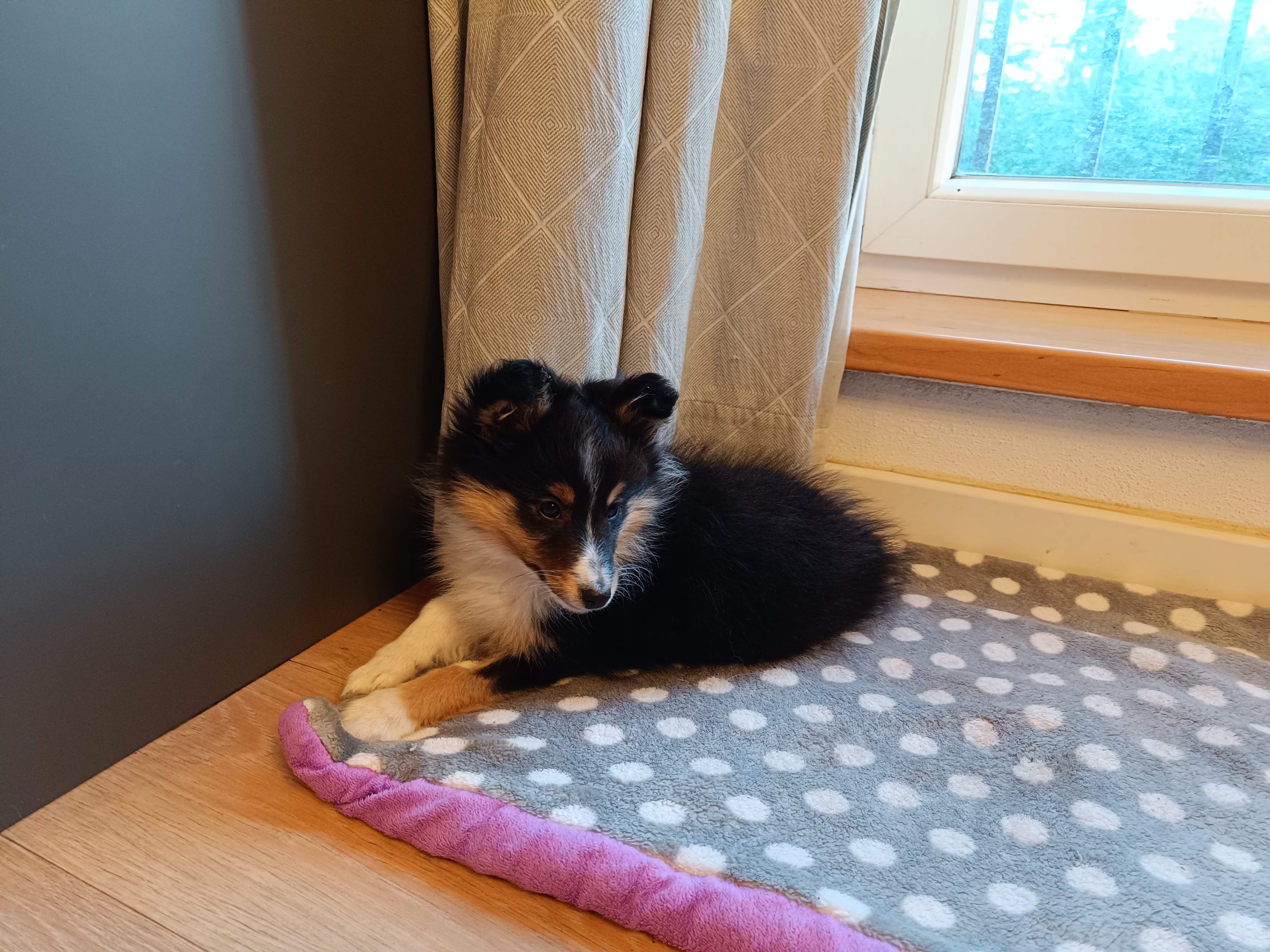 Irresistable Hadar Dancing in the wind