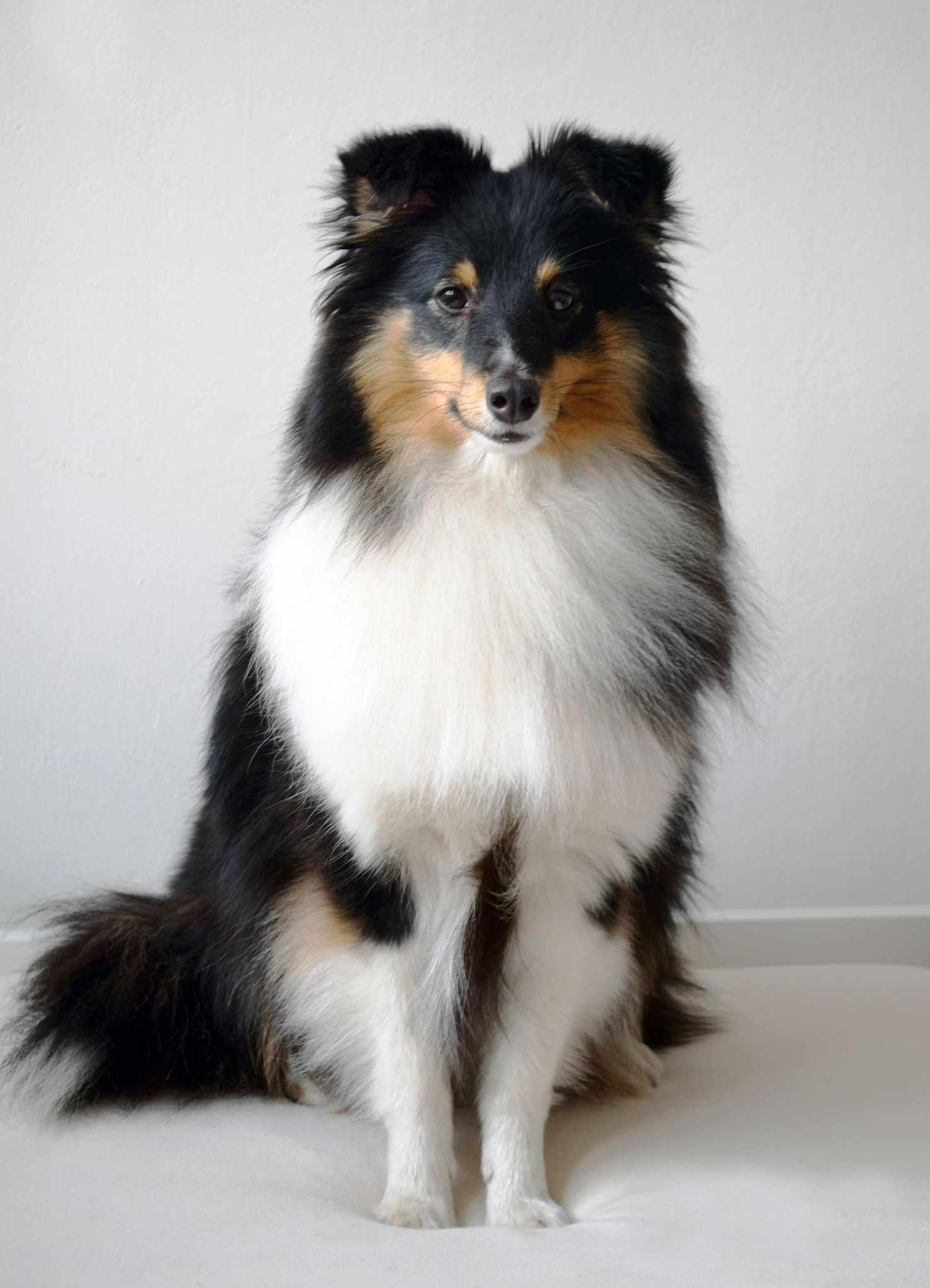 Crazy Cherry Gwen Kalidon